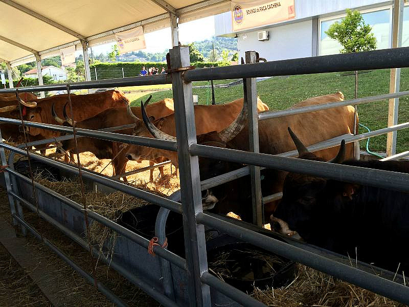 EXPOVEZ 2015 - Feira do Alto Minho | Ambiente