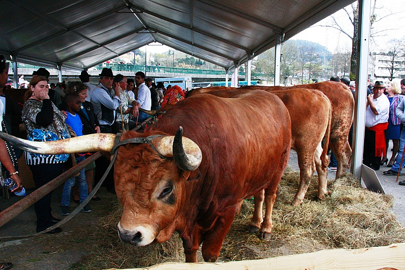 Desfile dos Bois da Páscoa 2015