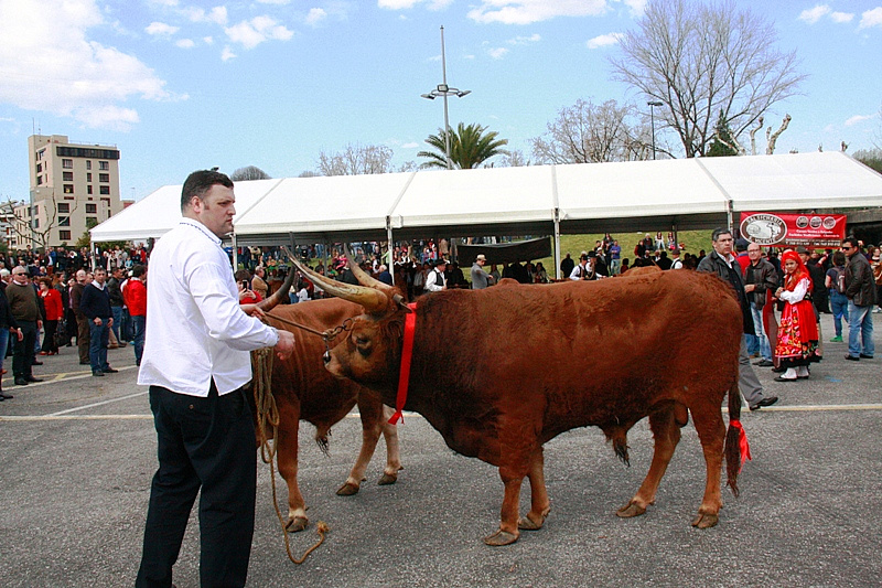 Desfile dos Bois da Páscoa 2015
